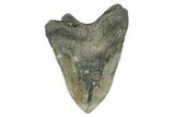 Serrated, Fossil Megalodon Tooth - Huge NC Meg #274756-2